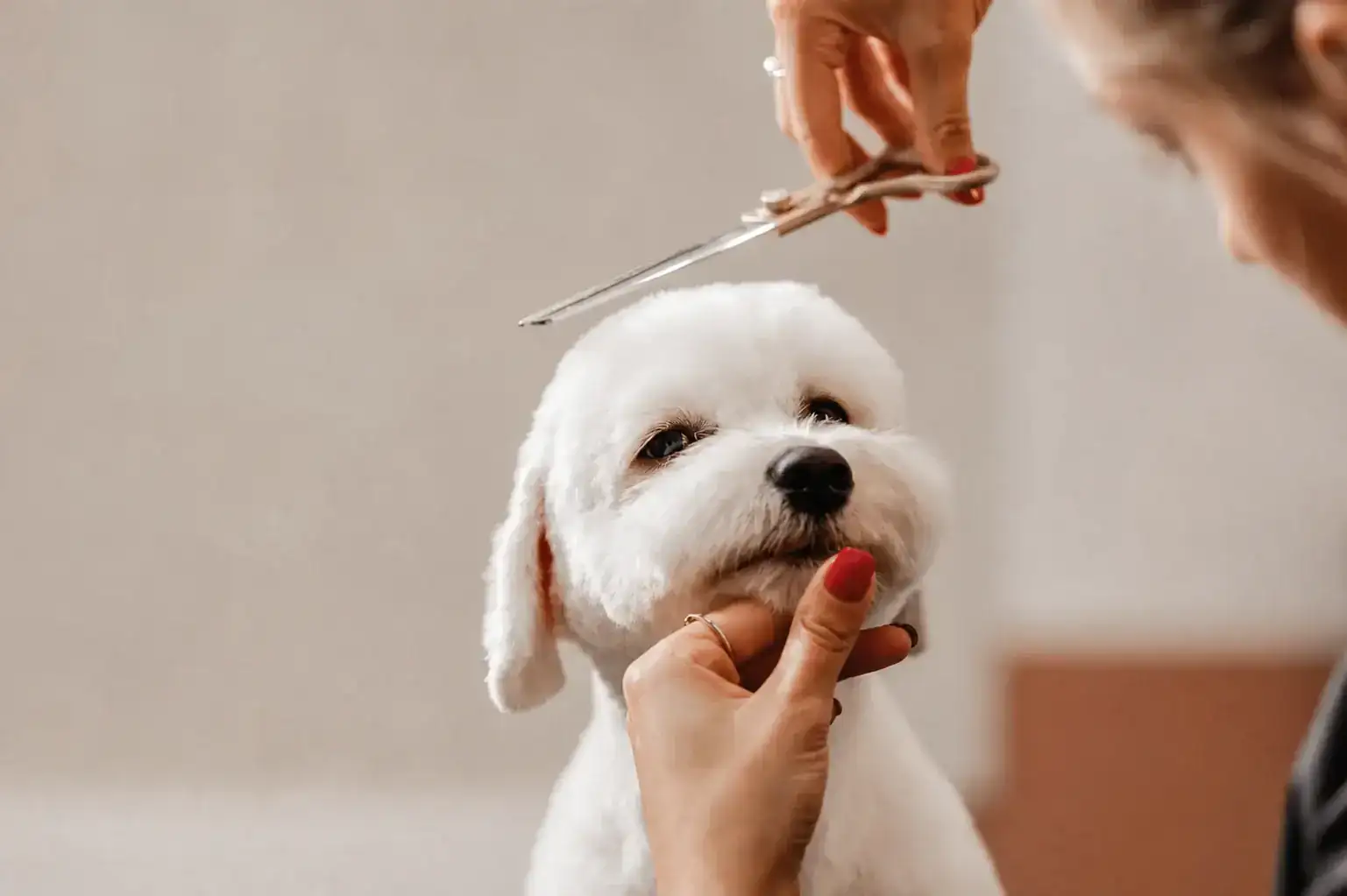 Pet groomer carefully trimming a small white dog