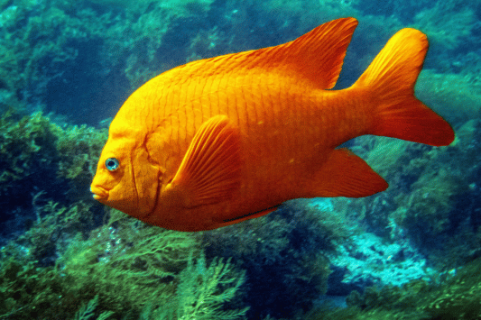 Snorkeling and Scuba Diving