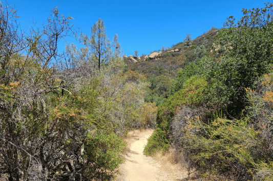Local Equestrian Trails