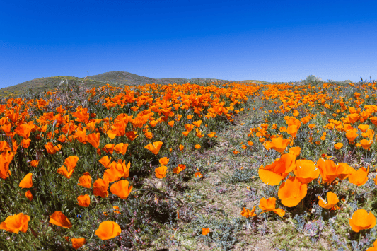 Antelope Valley California Poppy Reserve
