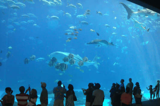 Aquarium of the Pacific