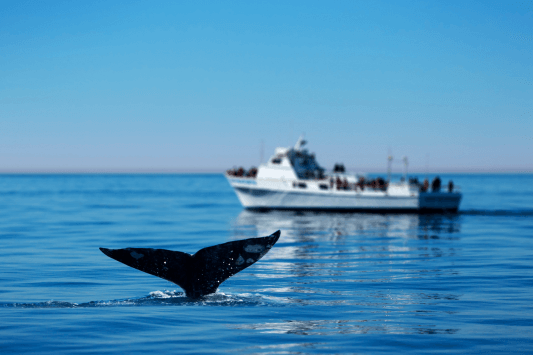 Whale Watching and Ocean Adventures
