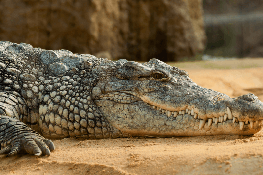 The Reptile Zoo
