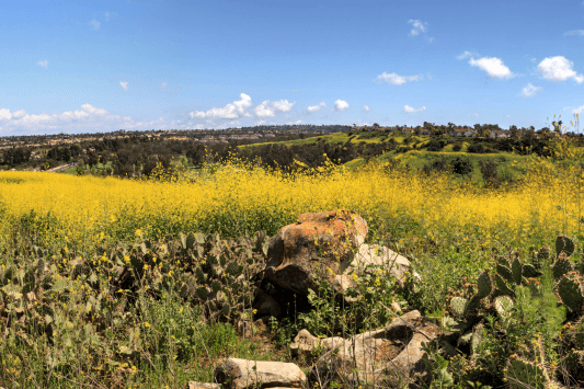 Aliso and Wood Canyons Wilderness Park