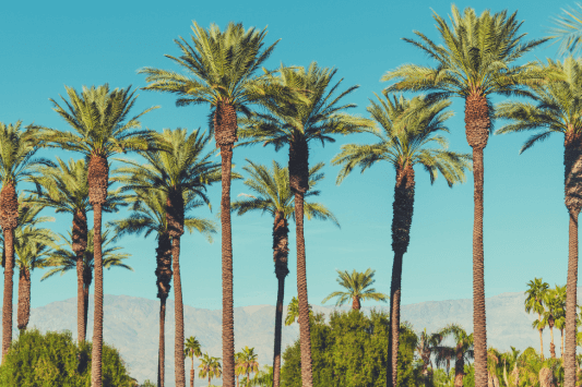Coachella Valley Music and Arts Festival