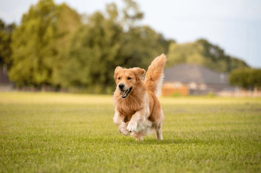 Meet the Town’s Famous Mayor—A Dog!