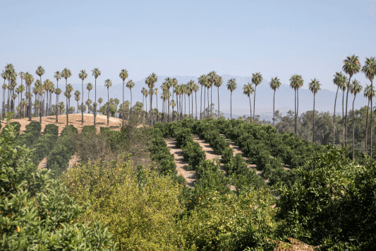 California Citrus State Historic Park