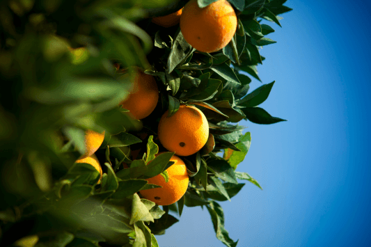 California Citrus State Historic Park