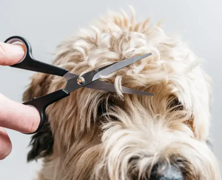 Groomer trimming the coat of a fluffy dog
