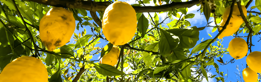 Lemon Grove neighborhood