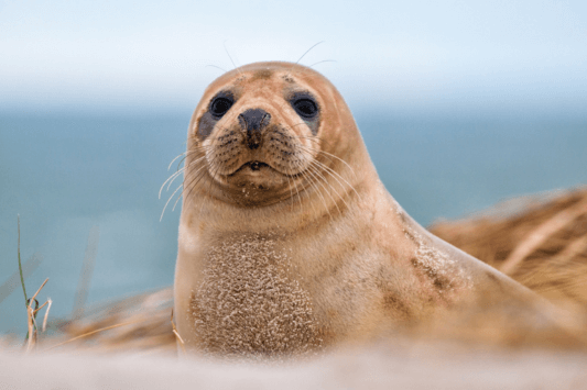 Seal Beach